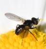 Phania funesta